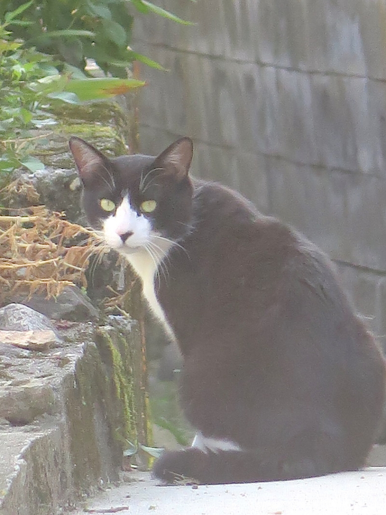 f:id:tcho5397:20160626161339j:plain f:id:tcho5397:20160626161339j:plain