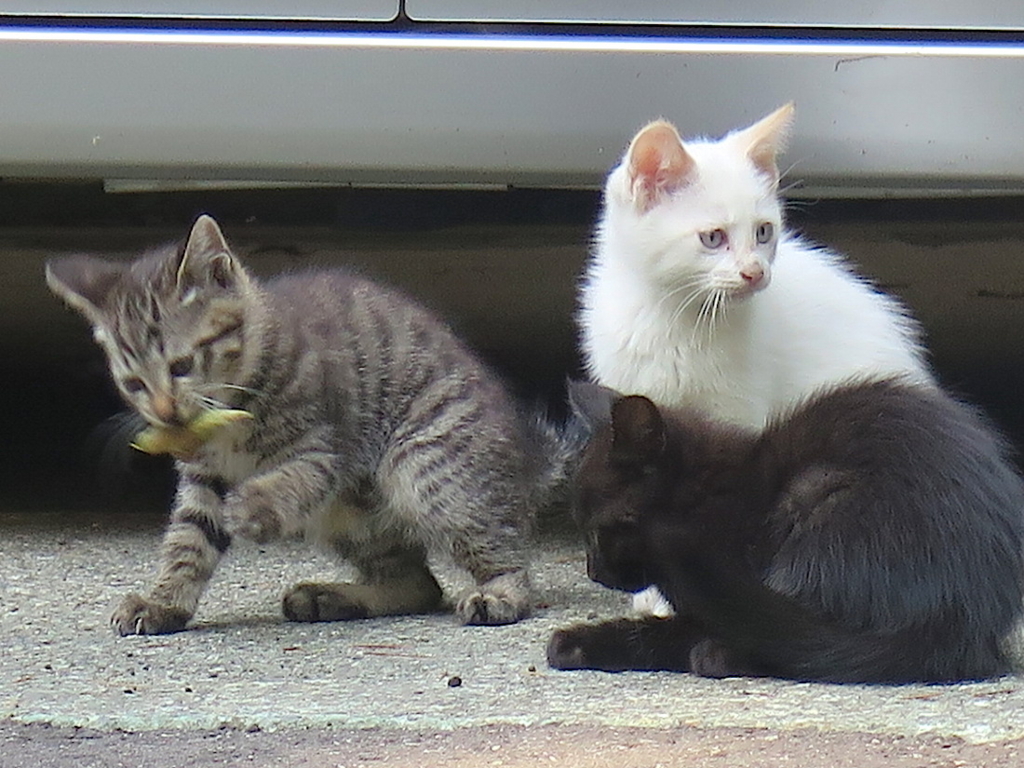 f:id:tcho5397:20160626164419j:plain f:id:tcho5397:20160626164419j:plain