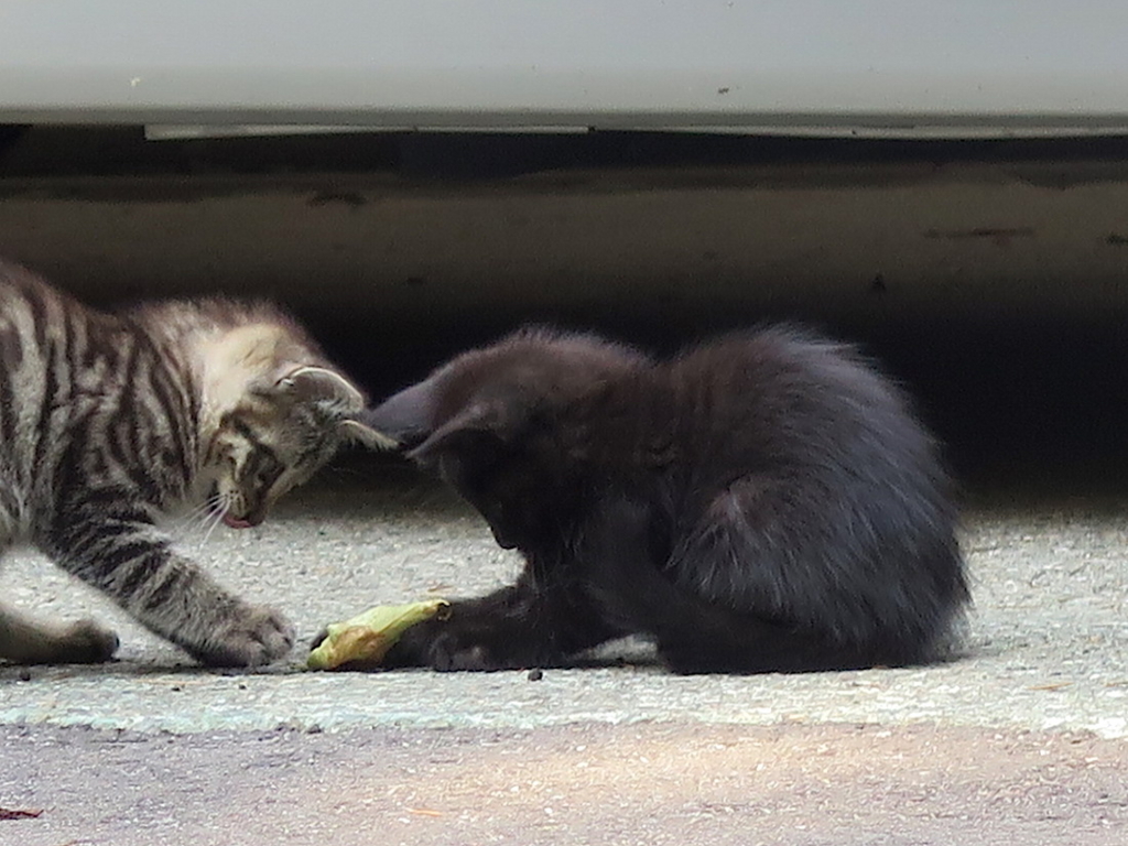 f:id:tcho5397:20160626164429j:plain f:id:tcho5397:20160626164429j:plain