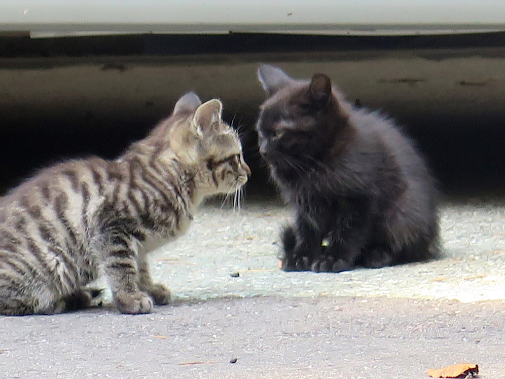 f:id:tcho5397:20160626164632j:plain f:id:tcho5397:20160626164632j:plain