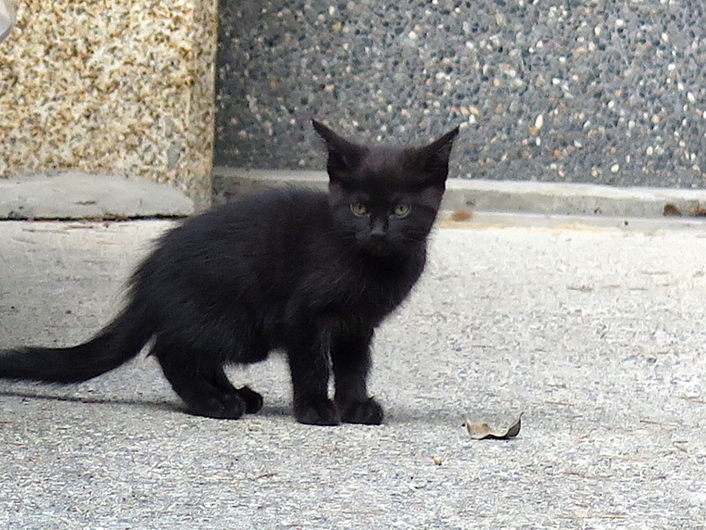 f:id:tcho5397:20160626164650j:plain f:id:tcho5397:20160626164650j:plain