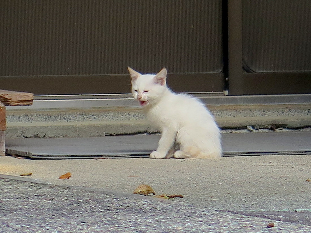 f:id:tcho5397:20160626170149j:plain f:id:tcho5397:20160626170149j:plain