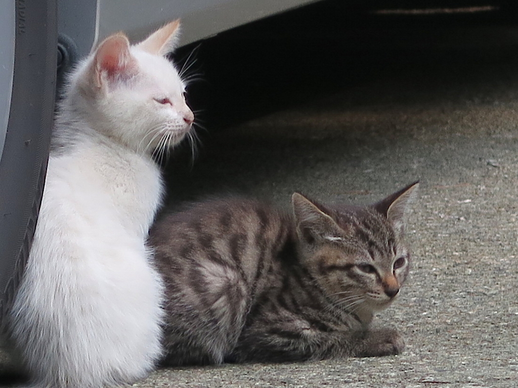 f:id:tcho5397:20160626170550j:plain f:id:tcho5397:20160626170550j:plain