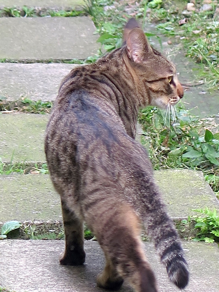 f:id:tcho5397:20160703154818j:plain f:id:tcho5397:20160703154818j:plain