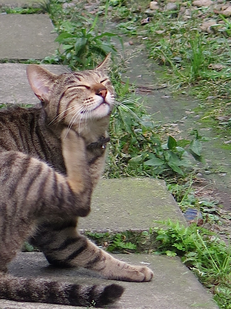 f:id:tcho5397:20160703154820j:plain f:id:tcho5397:20160703154820j:plain