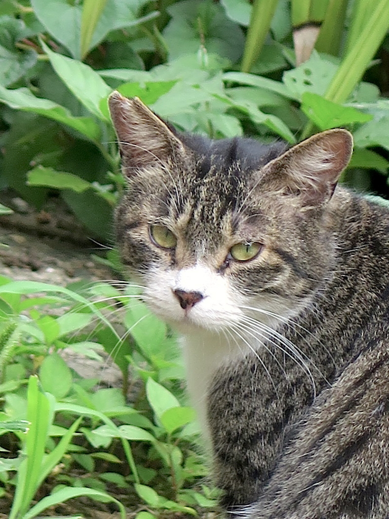 f:id:tcho5397:20160703155421j:plain f:id:tcho5397:20160703155421j:plain