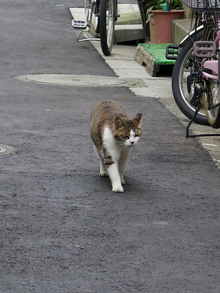 f:id:tcho5397:20160703155848j:plain f:id:tcho5397:20160703155848j:plain