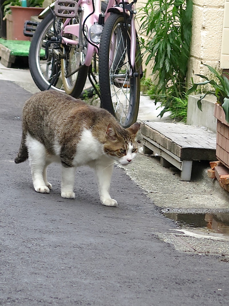 f:id:tcho5397:20160703155853j:plain f:id:tcho5397:20160703155853j:plain