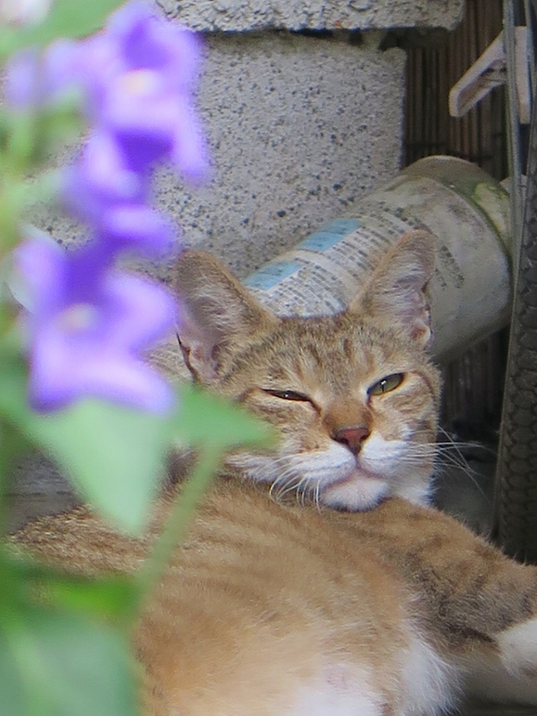 f:id:tcho5397:20160703161242j:plain f:id:tcho5397:20160703161242j:plain