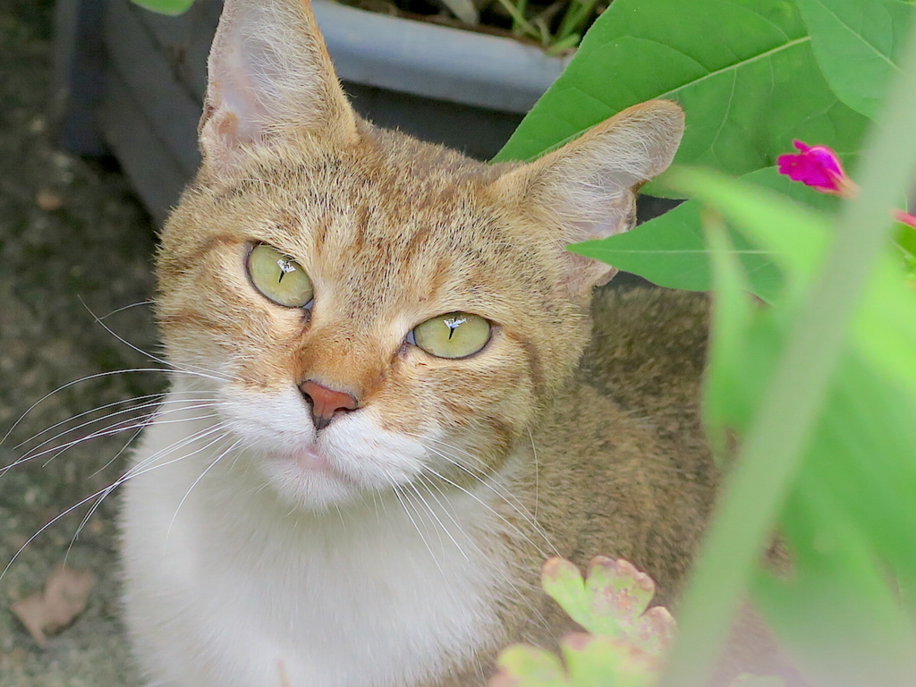 f:id:tcho5397:20160703161400j:plain f:id:tcho5397:20160703161400j:plain