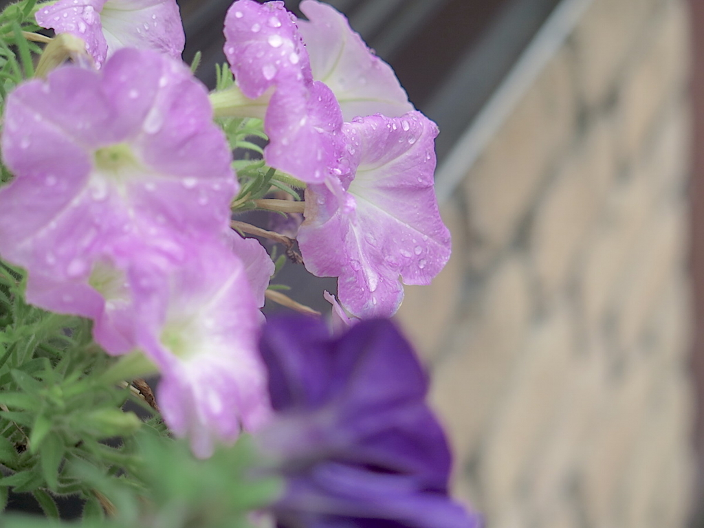 f:id:tcho5397:20160918113915j:plain