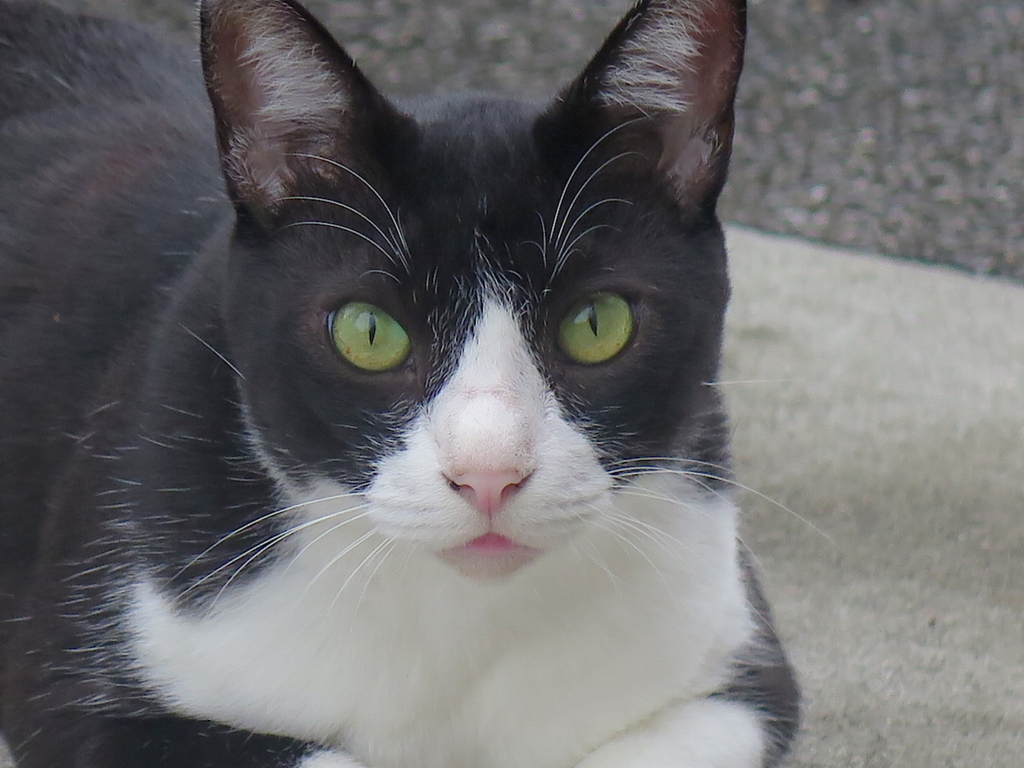 f:id:tcho5397:20160918124407j:plain