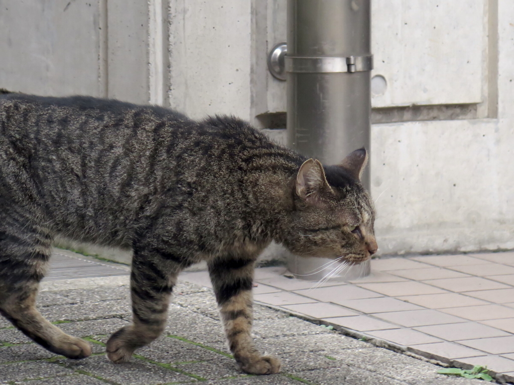 f:id:tcho5397:20160918134309j:plain