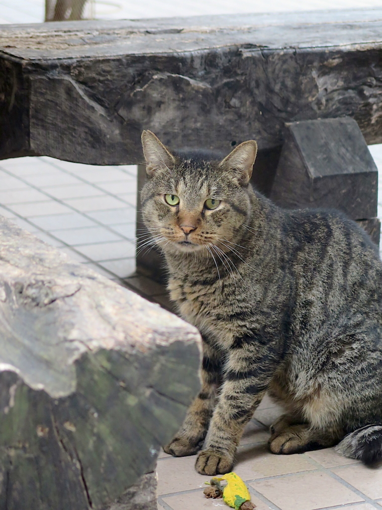 f:id:tcho5397:20160918134406j:plain