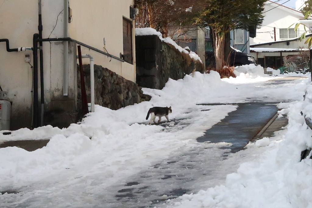 f:id:tcho5397:20170109134409j:plain f:id:tcho5397:20170109134409j:plain