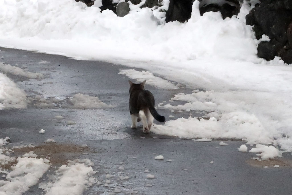 f:id:tcho5397:20170109134510j:plain f:id:tcho5397:20170109134510j:plain