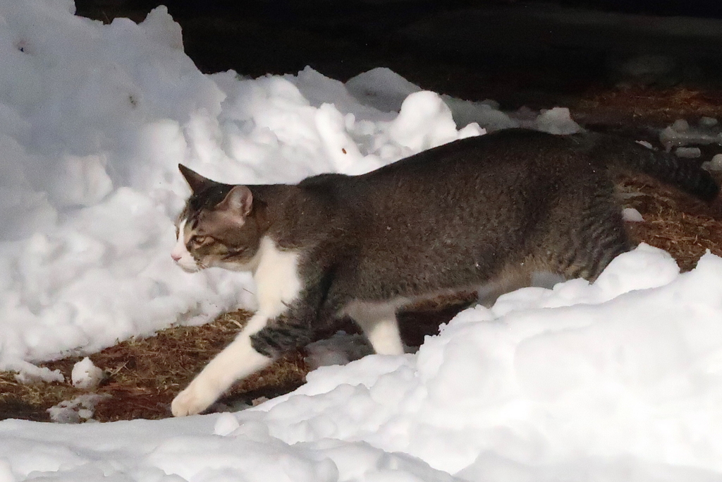 f:id:tcho5397:20170109134551j:plain f:id:tcho5397:20170109134551j:plain