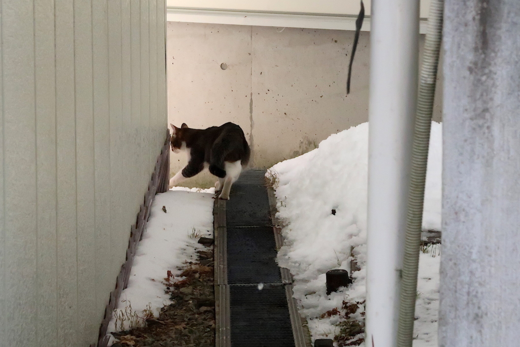 f:id:tcho5397:20170109134609j:plain f:id:tcho5397:20170109134609j:plain