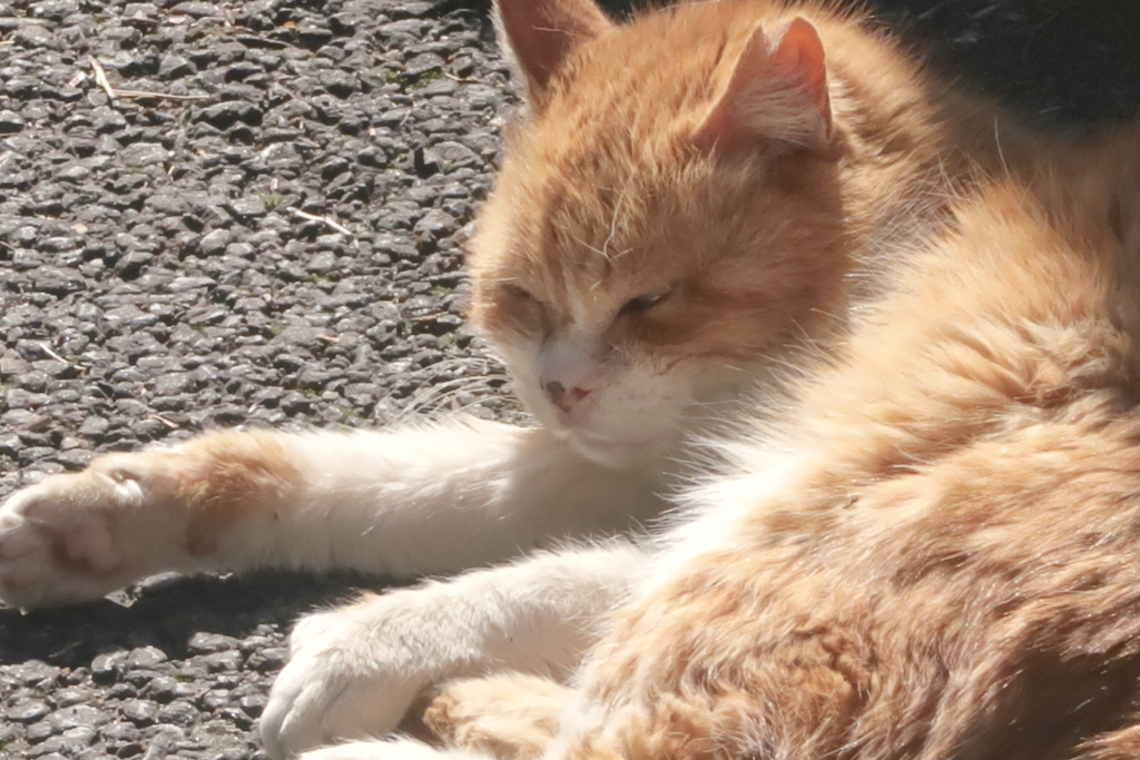 f:id:tcho5397:20170423144224j:plain