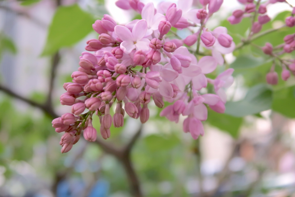 f:id:tcho5397:20170423155930j:plain