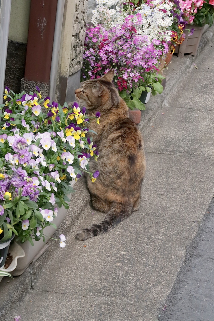 f:id:tcho5397:20170423162123j:plain