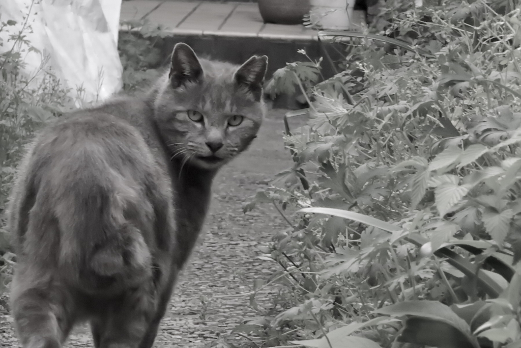 f:id:tcho5397:20170423163535j:plain