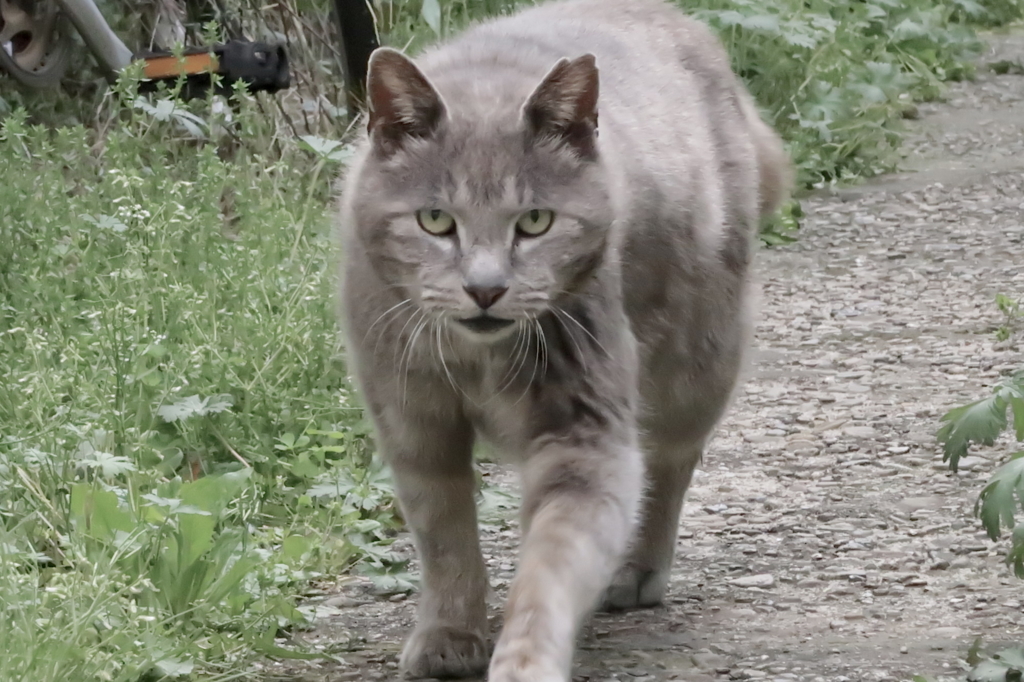 f:id:tcho5397:20170423163538j:plain