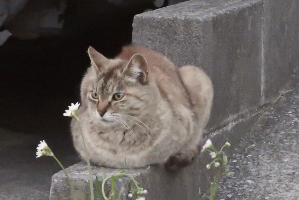 f:id:tcho5397:20170430183413j:plain