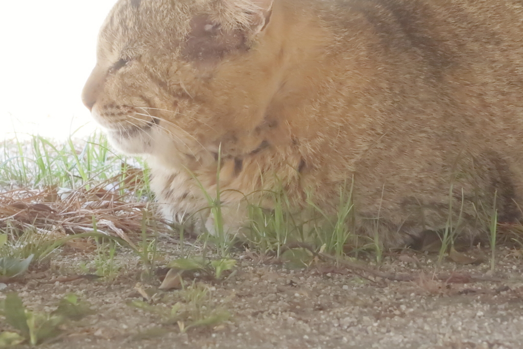 f:id:tcho5397:20170504113335j:plain f:id:tcho5397:20170504113335j:plain