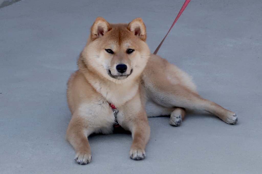 f:id:tcho5397:20170504141044j:plain f:id:tcho5397:20170504141044j:plain