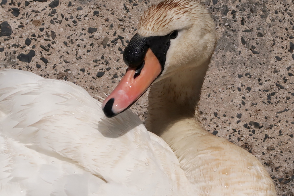 f:id:tcho5397:20170504142635j:plain f:id:tcho5397:20170504142635j:plain