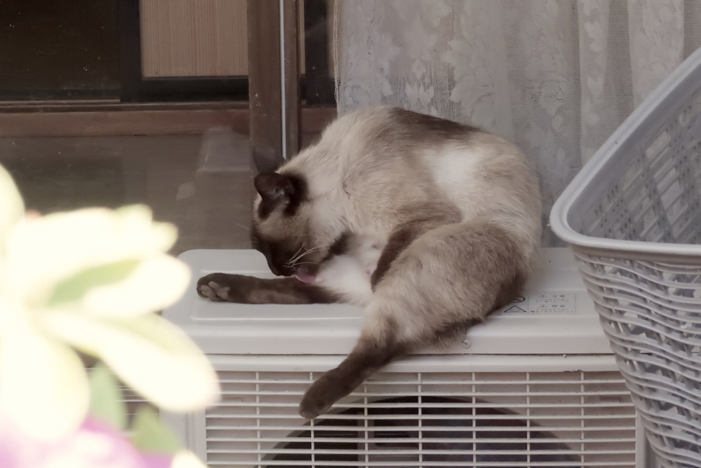 f:id:tcho5397:20170504143205j:plain f:id:tcho5397:20170504143205j:plain