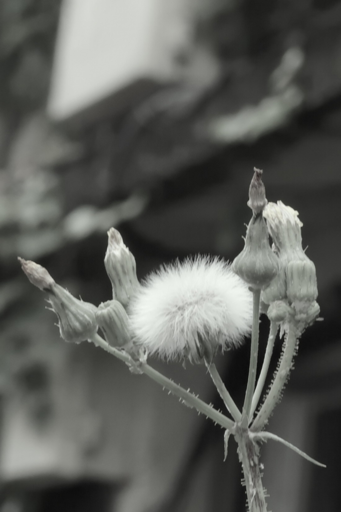 f:id:tcho5397:20170514154510j:plain