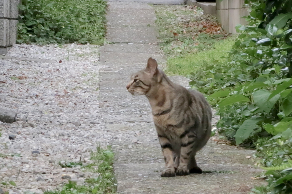 f:id:tcho5397:20170514163233j:plain