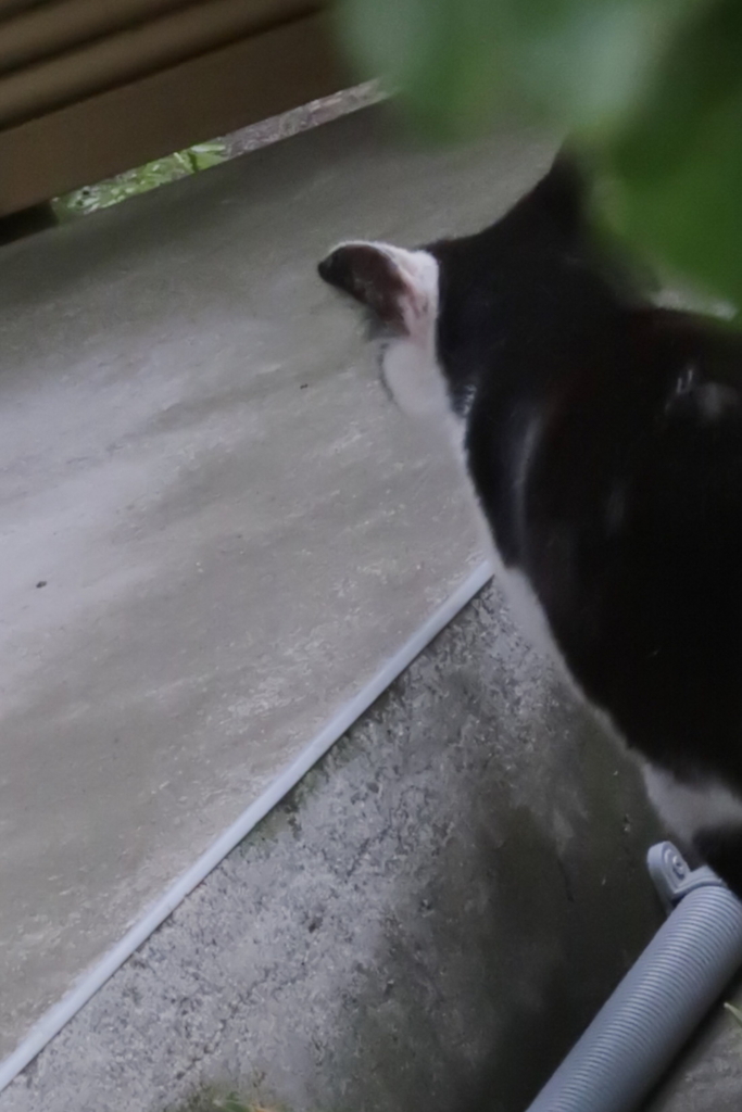 f:id:tcho5397:20170514163549j:plain