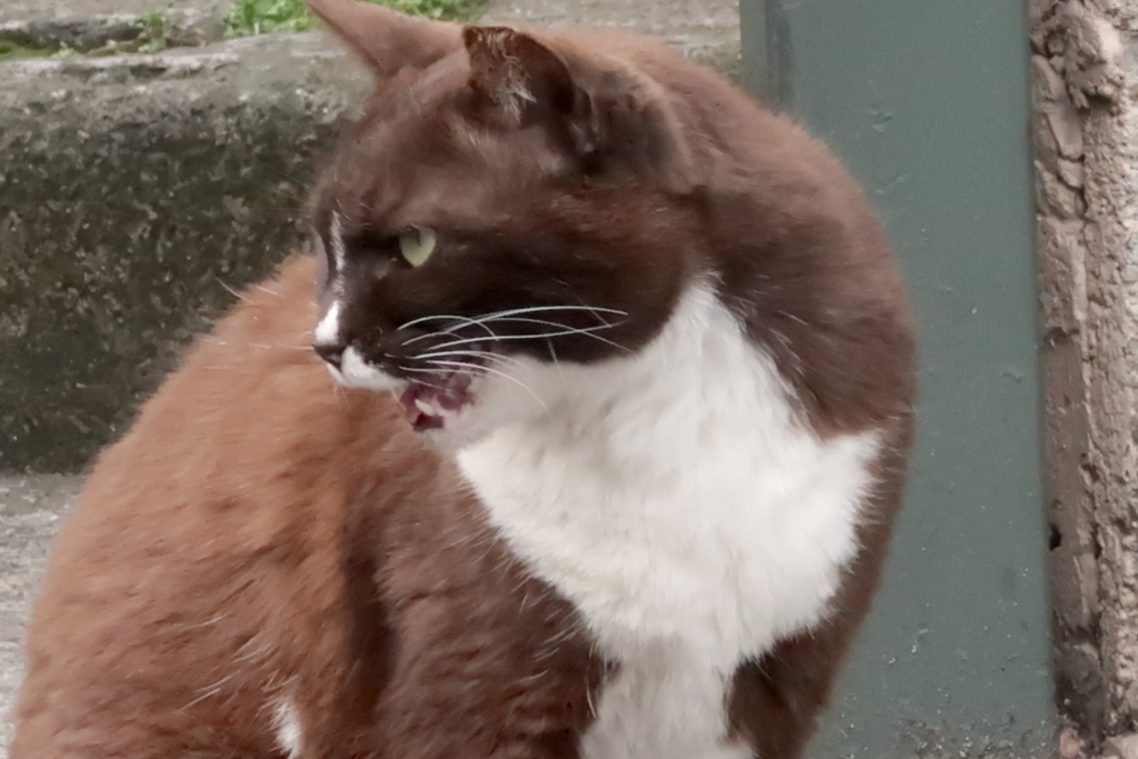 f:id:tcho5397:20170514163700j:plain