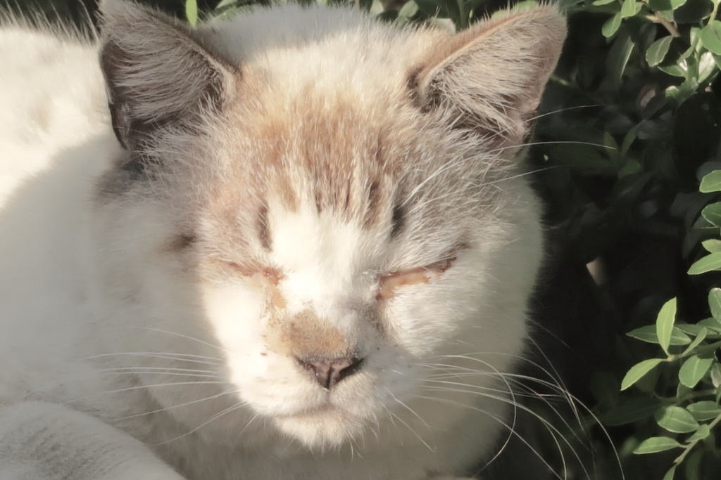 f:id:tcho5397:20170521171450j:plain