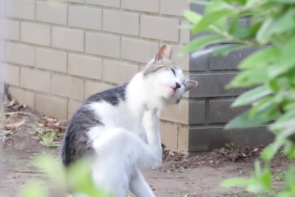 f:id:tcho5397:20170521174607j:plain