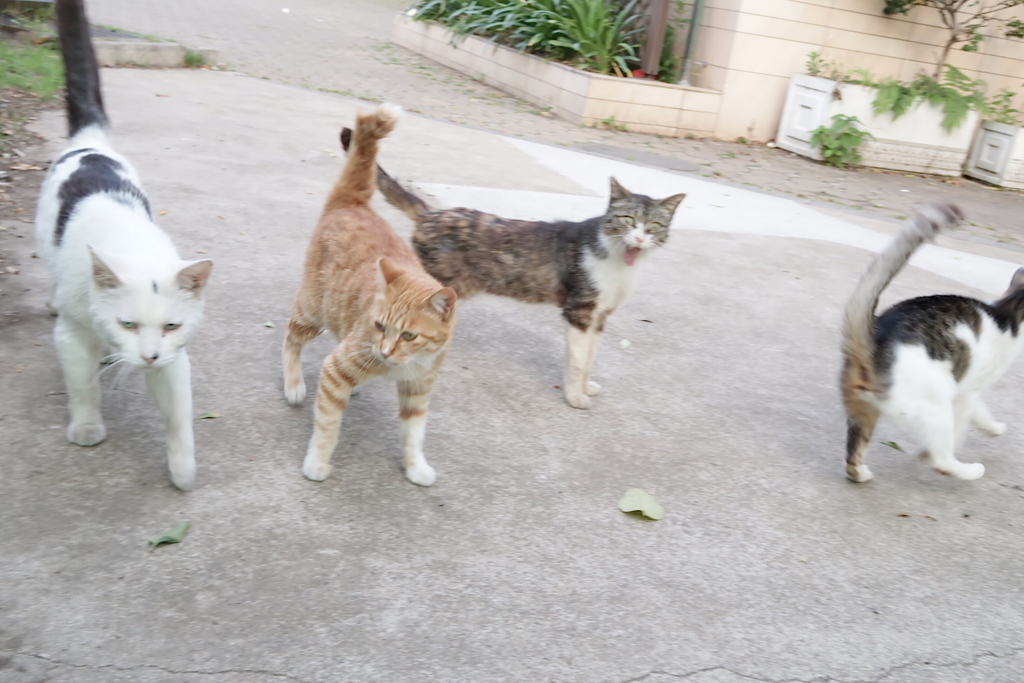 f:id:tcho5397:20170521174640j:plain