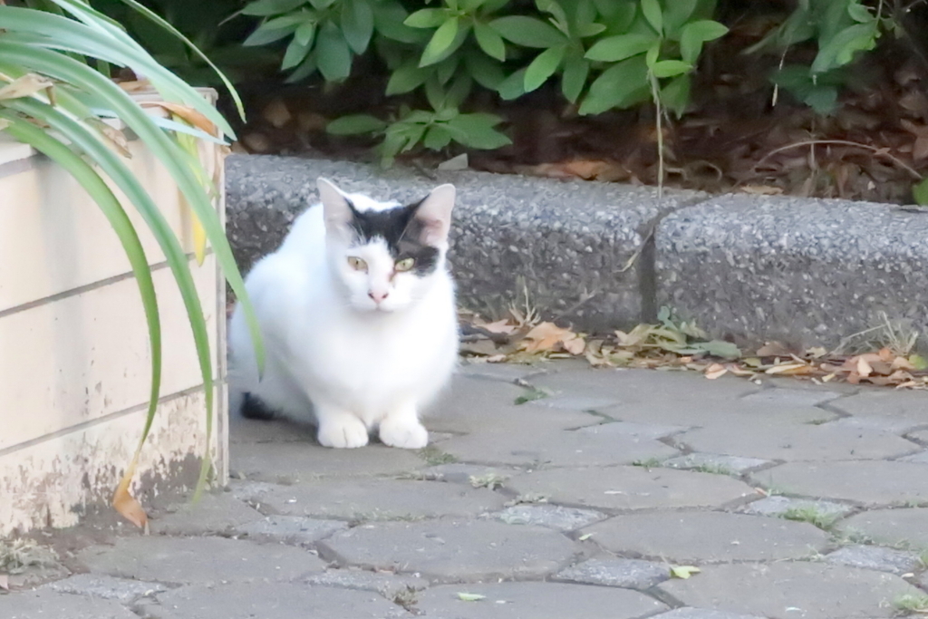 f:id:tcho5397:20170521180215j:plain