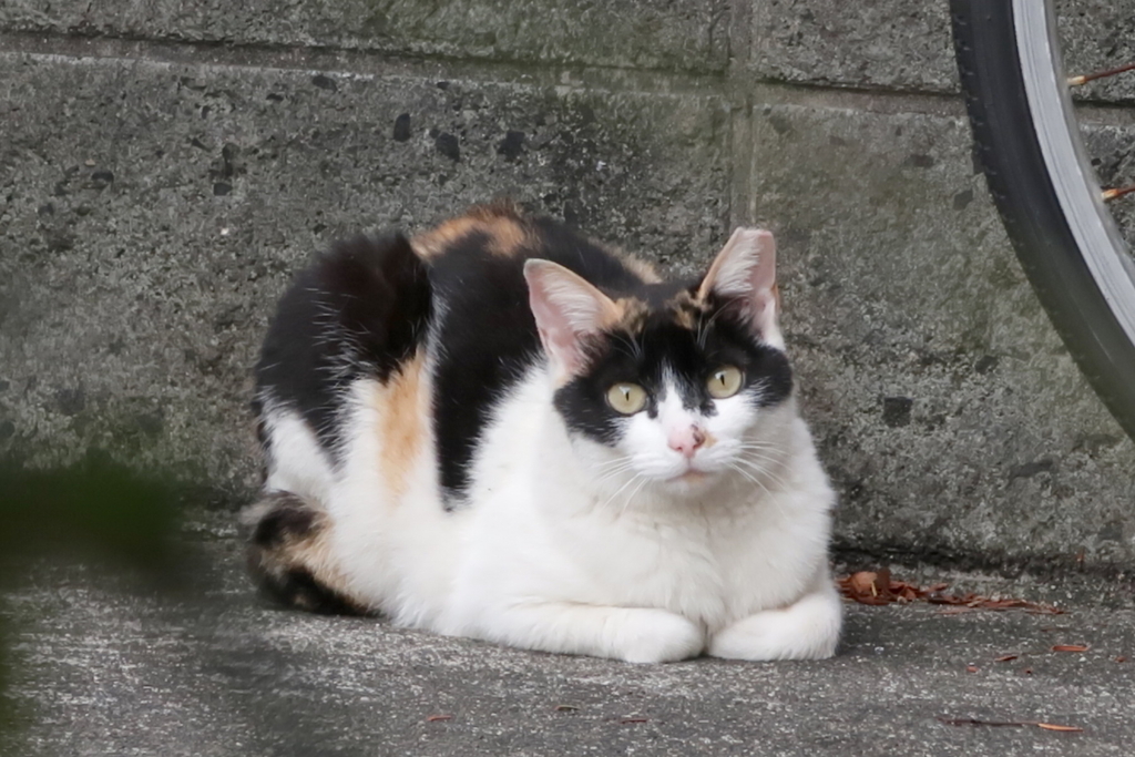 f:id:tcho5397:20170528173611j:plain