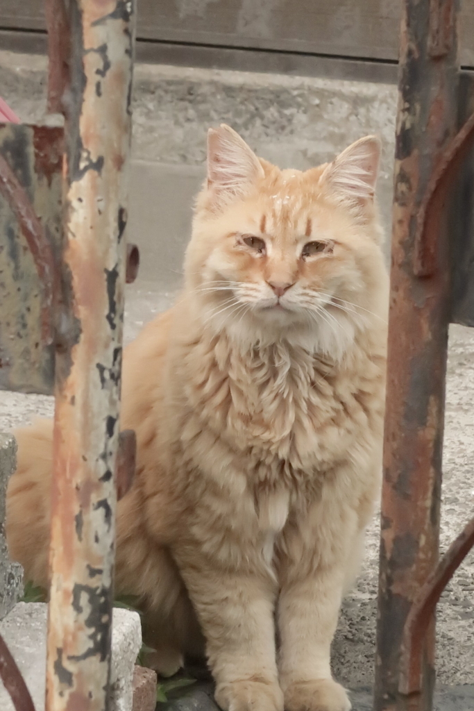 f:id:tcho5397:20170528180200j:plain