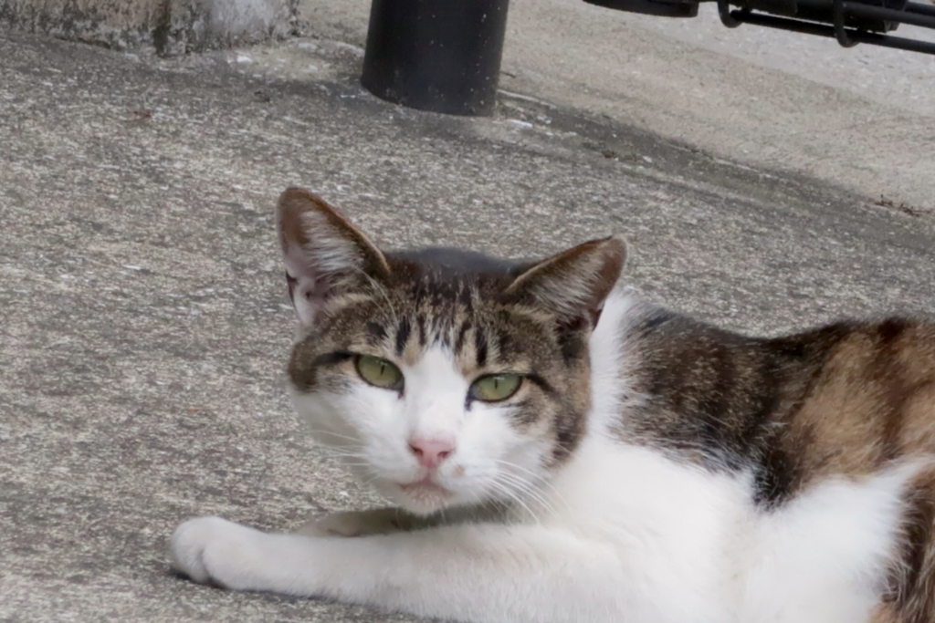 f:id:tcho5397:20170604162034j:plain