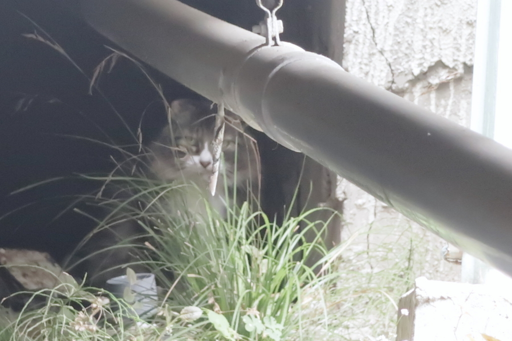 f:id:tcho5397:20170611101827j:plain