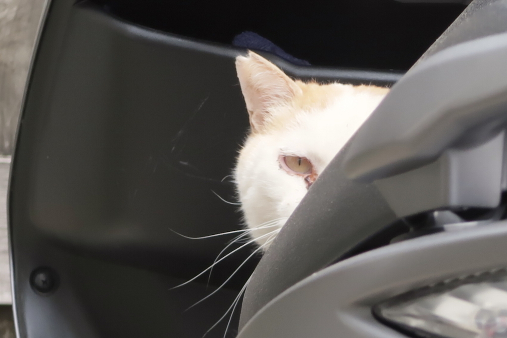 f:id:tcho5397:20170611113933j:plain