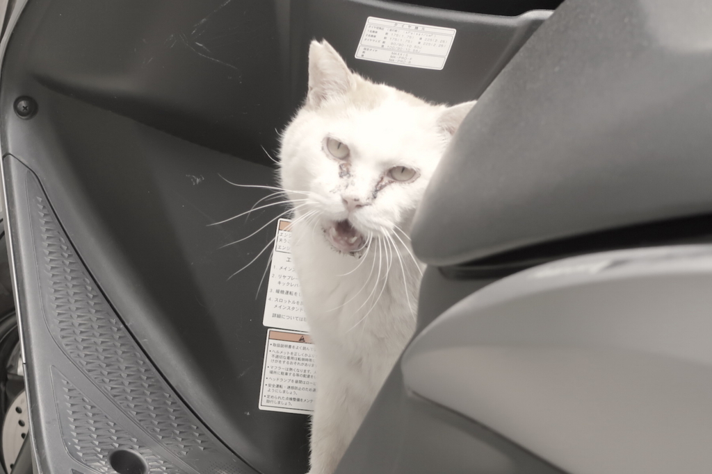 f:id:tcho5397:20170611113950j:plain