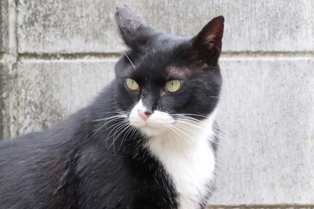 f:id:tcho5397:20170611114114j:plain