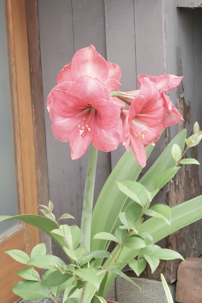 f:id:tcho5397:20170611114614j:plain