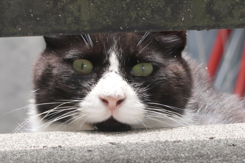 f:id:tcho5397:20170611115606j:plain