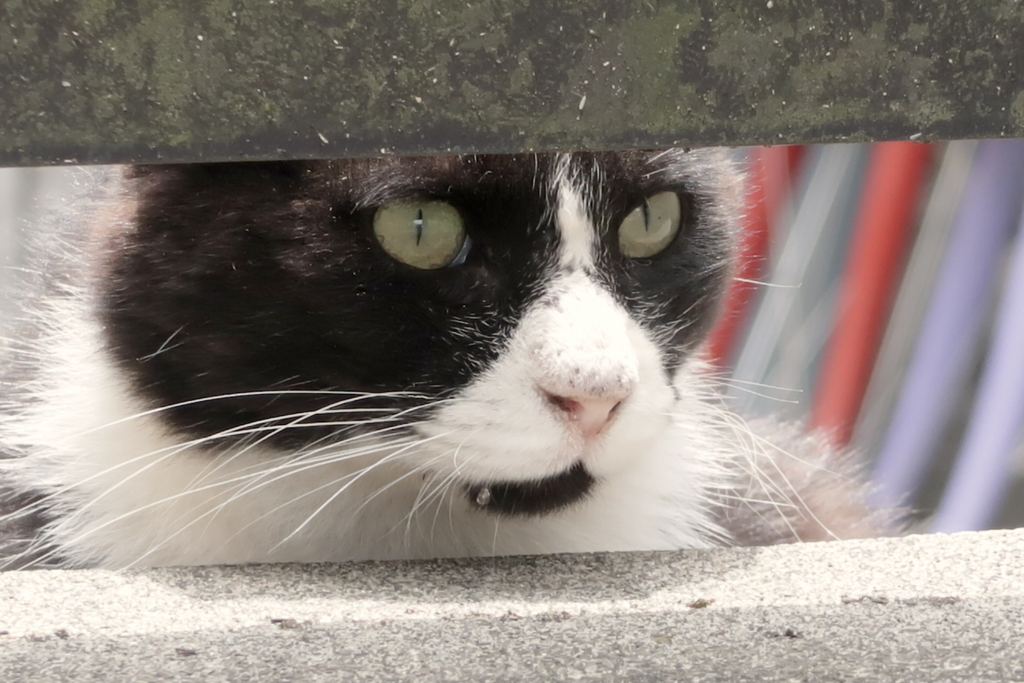 f:id:tcho5397:20170611115610j:plain